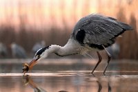 414 - GREY HERON FISHING 09 - NAGY LAJOS - romania